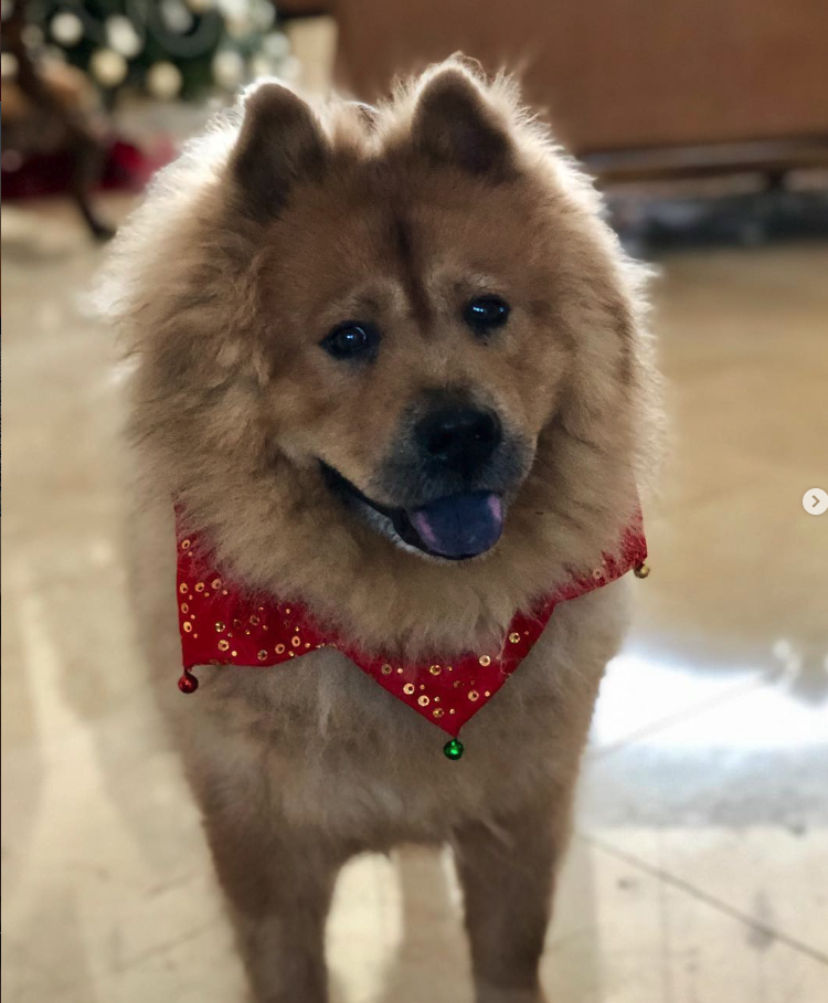 Yogi - our beloved Chow Chow, forever in our hearts